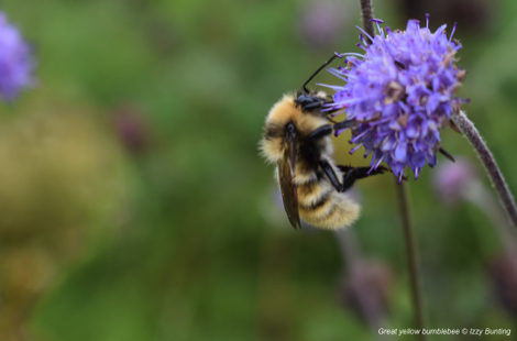 Great yellow bublebee by Izzy Bunting